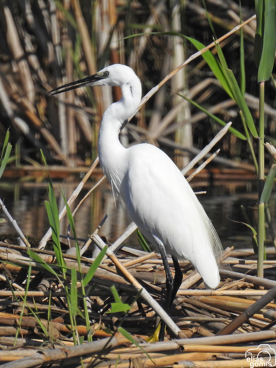 Küçük Ak Balıkçıl - ML644635599