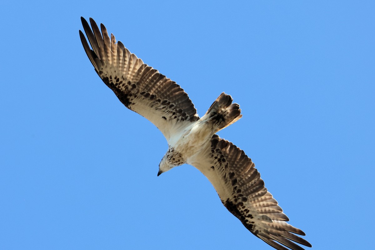 Balık Kartalı - ML644635600