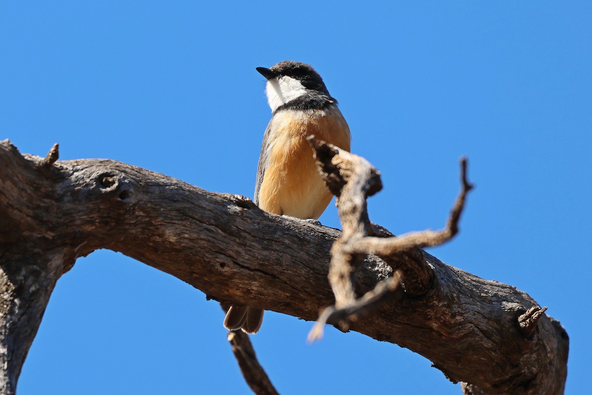 Kızıl Islıkçı - ML644635604