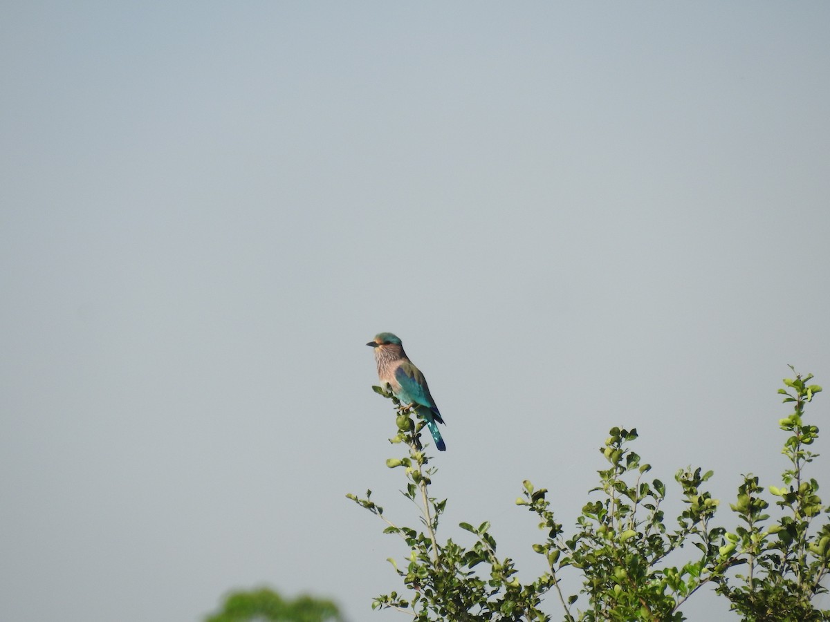 Hint Gökkuzgunu - ML644635606