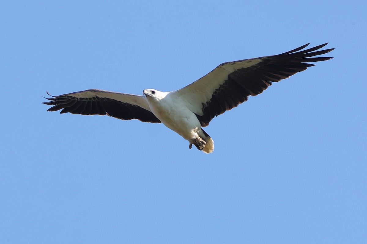 Oriyental Deniz Kartalı - ML644635608