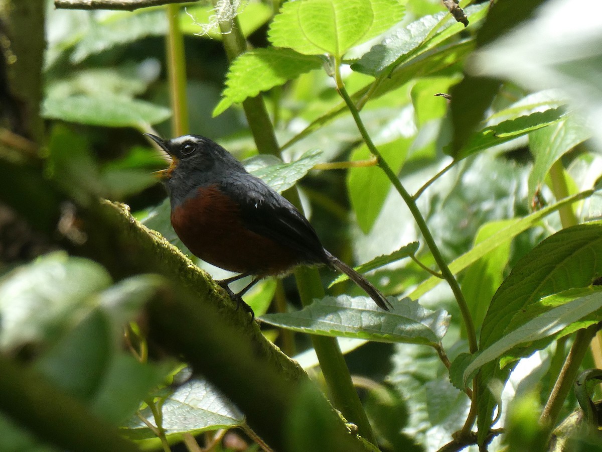 Kestane Karınlı Bülbül Tiranı - ML644635609