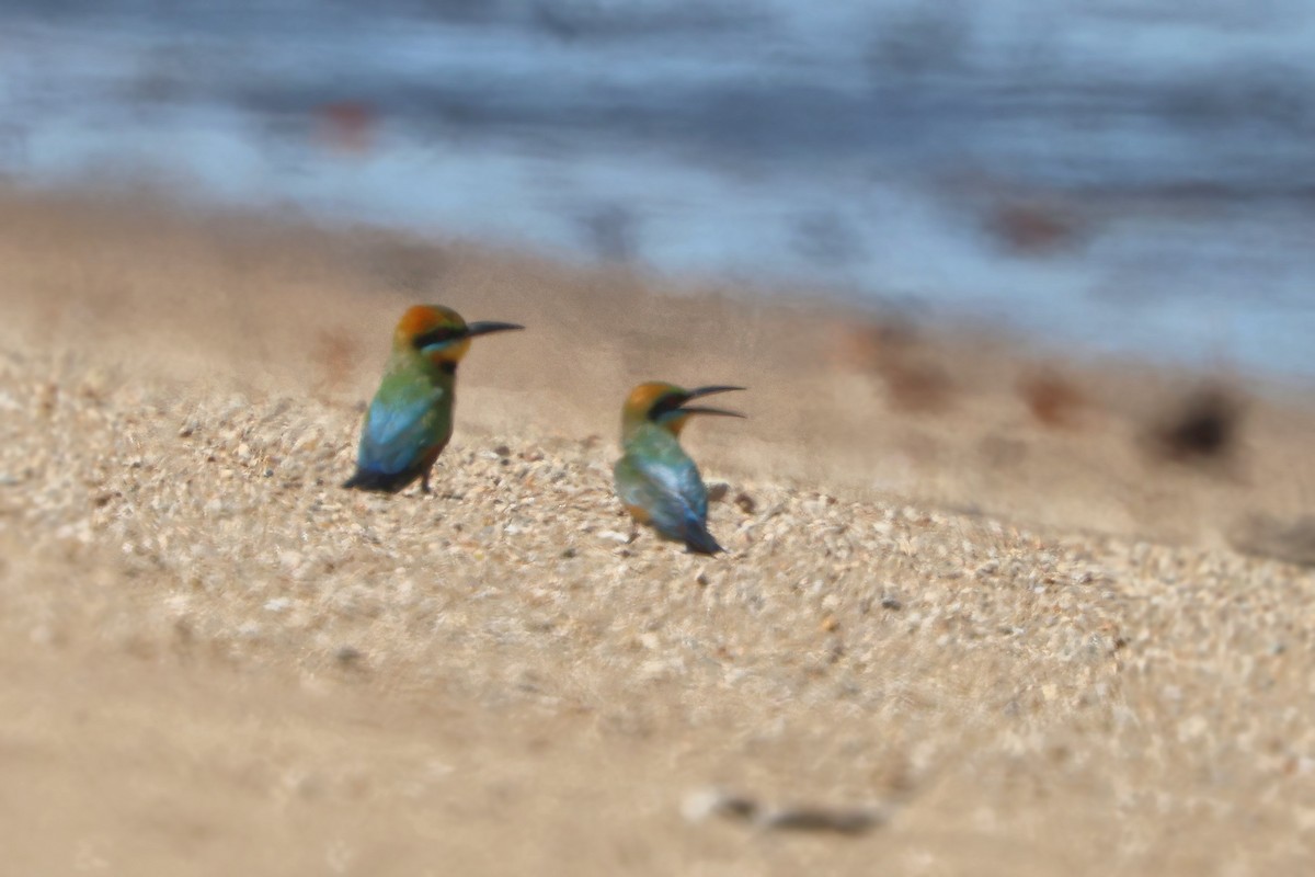 Gökkuşağı Arıkuşu - ML644635612