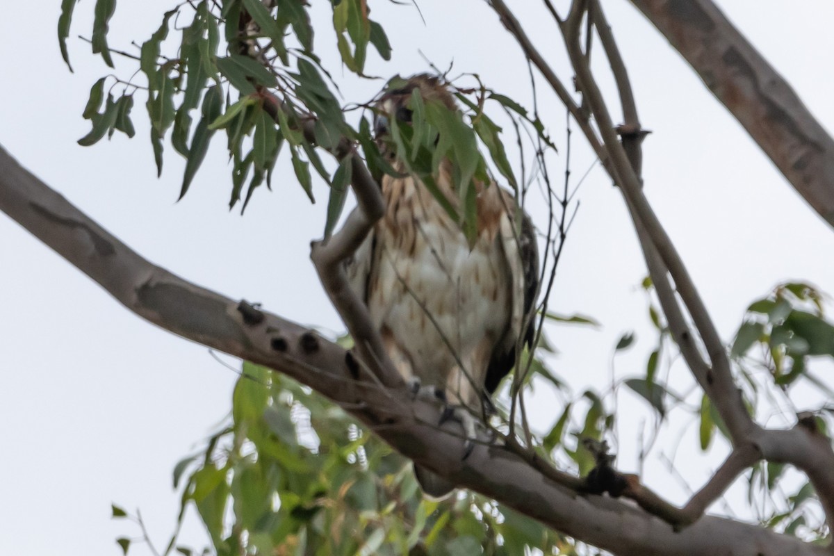 Avustralya Küçük Kartalı - ML644635616