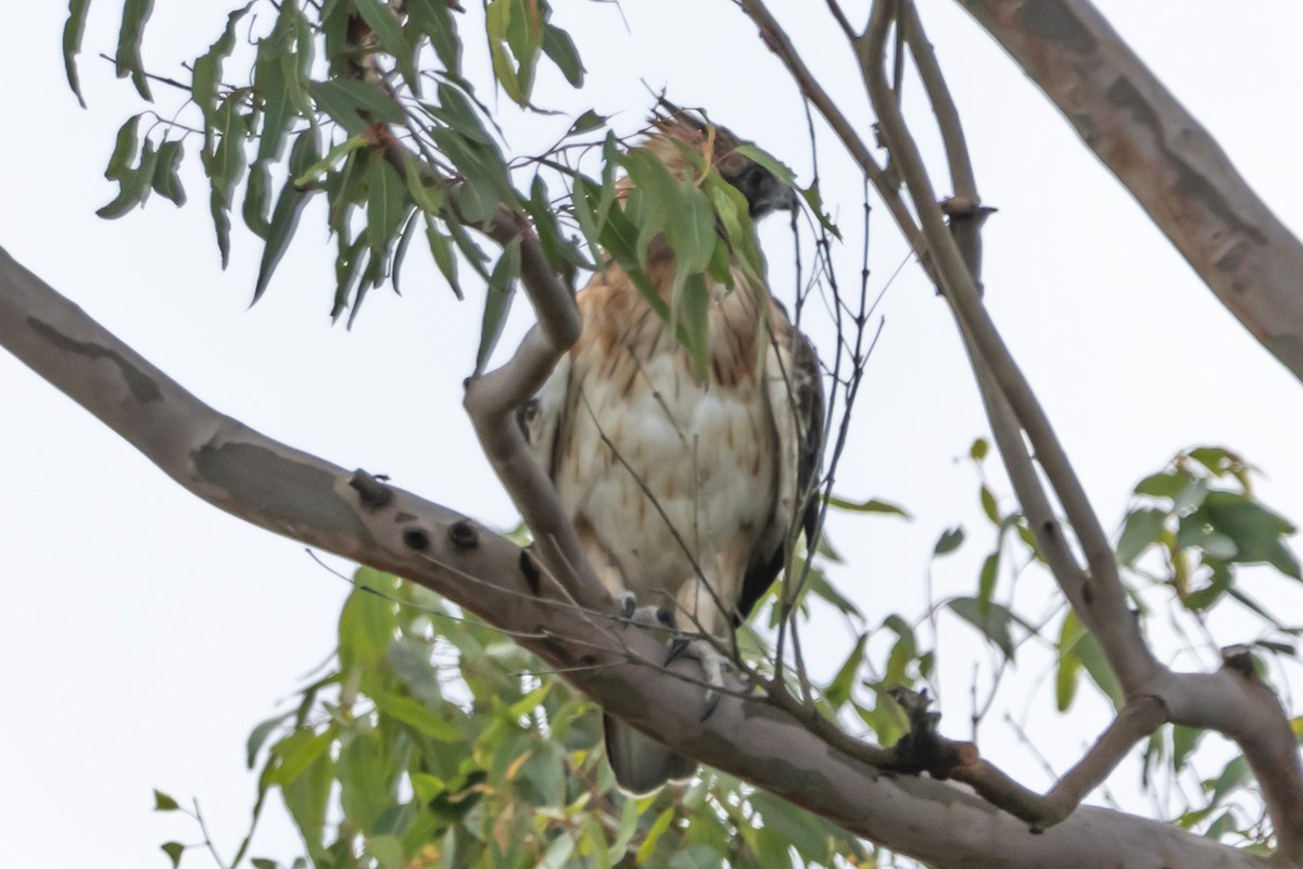 Avustralya Küçük Kartalı - ML644635619