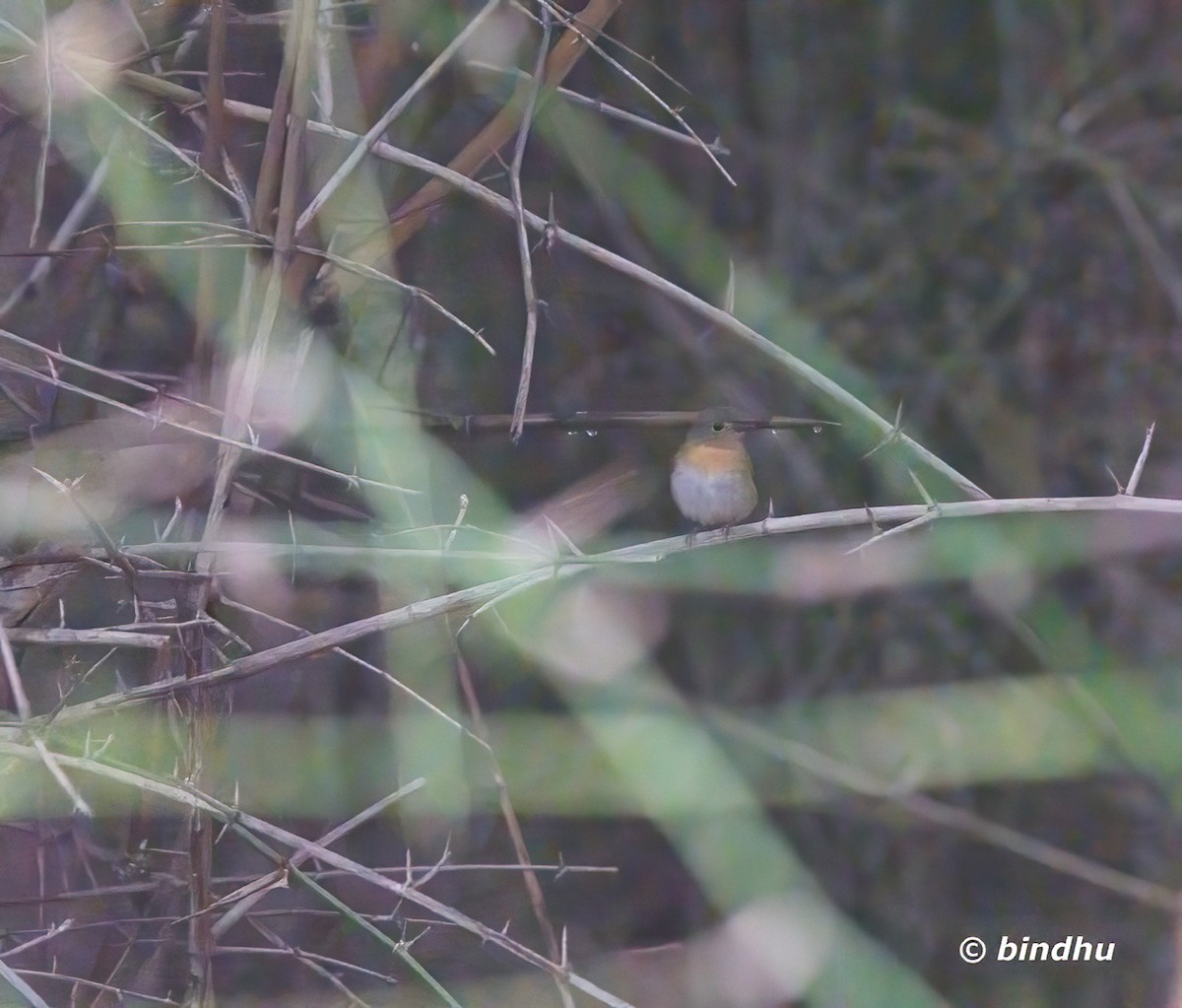 Mavi Boğazlı Mavi Sinekkapan - ML644635620