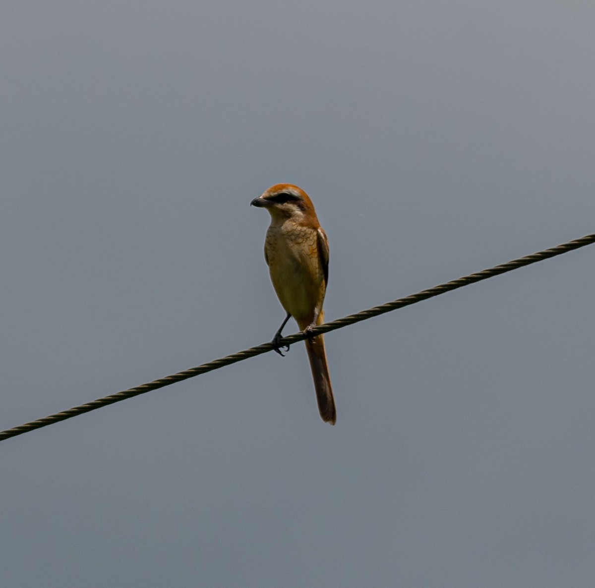 Kahverengi Örümcekkuşu - ML644635621