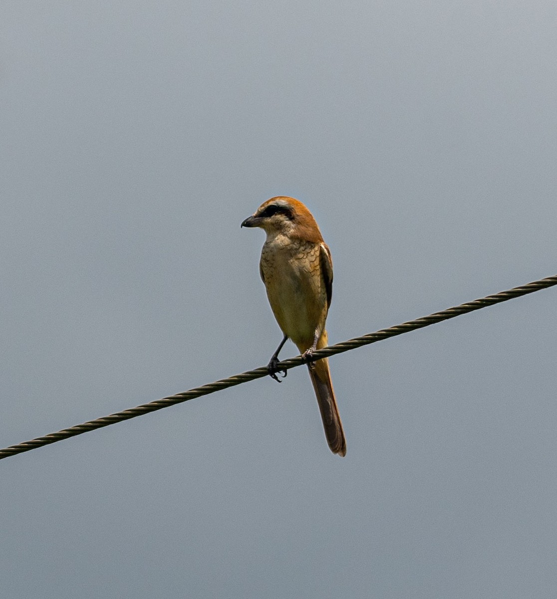 Brown Shrike - ML644635626