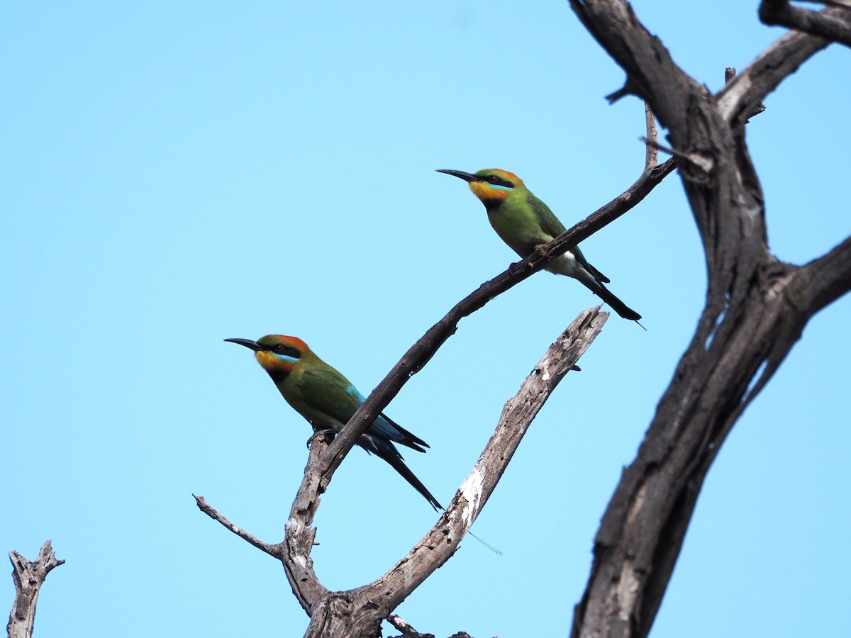 Regenbogenspint - ML644635636