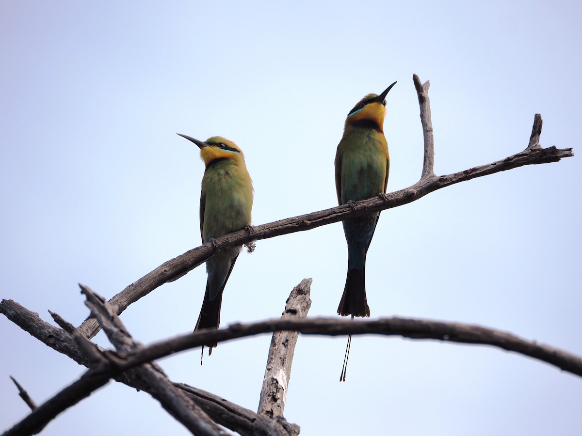 Regenbogenspint - ML644635637