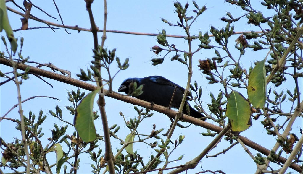 Blue Bunting (West Mexico) - ML644635640