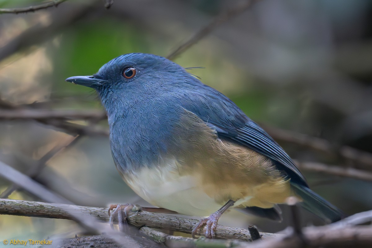 Myiomèle à flancs roux - ML644635641