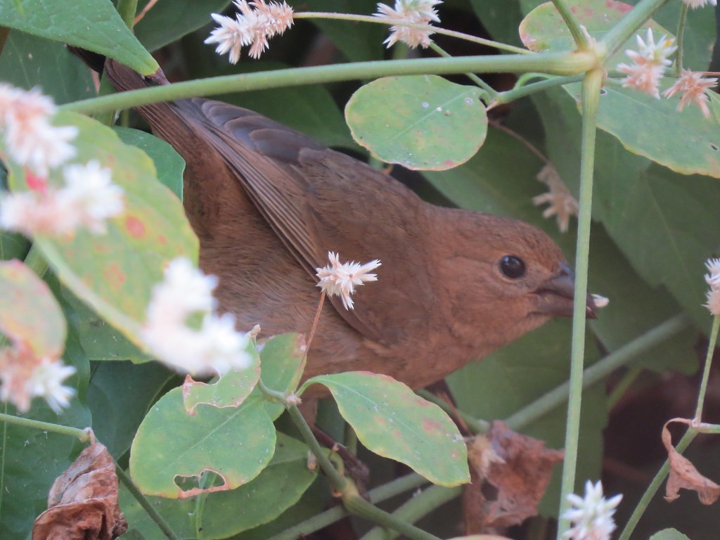 Blue Bunting (West Mexico) - ML644635642