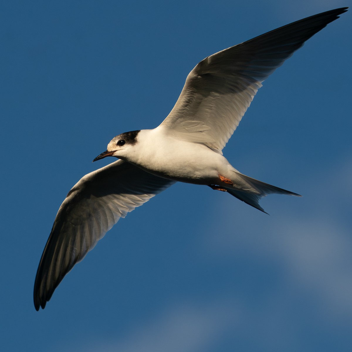 Common Tern - ML644635643