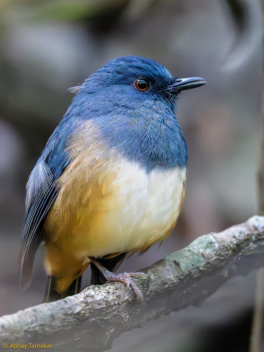 Myiomèle à flancs roux - ML644635644