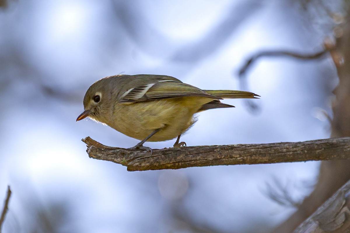 Hutton's Vireo - ML644635647