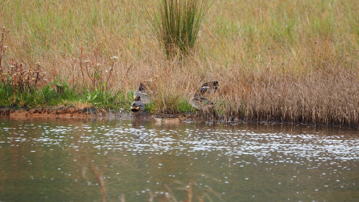 Green-winged Teal - ML644635651