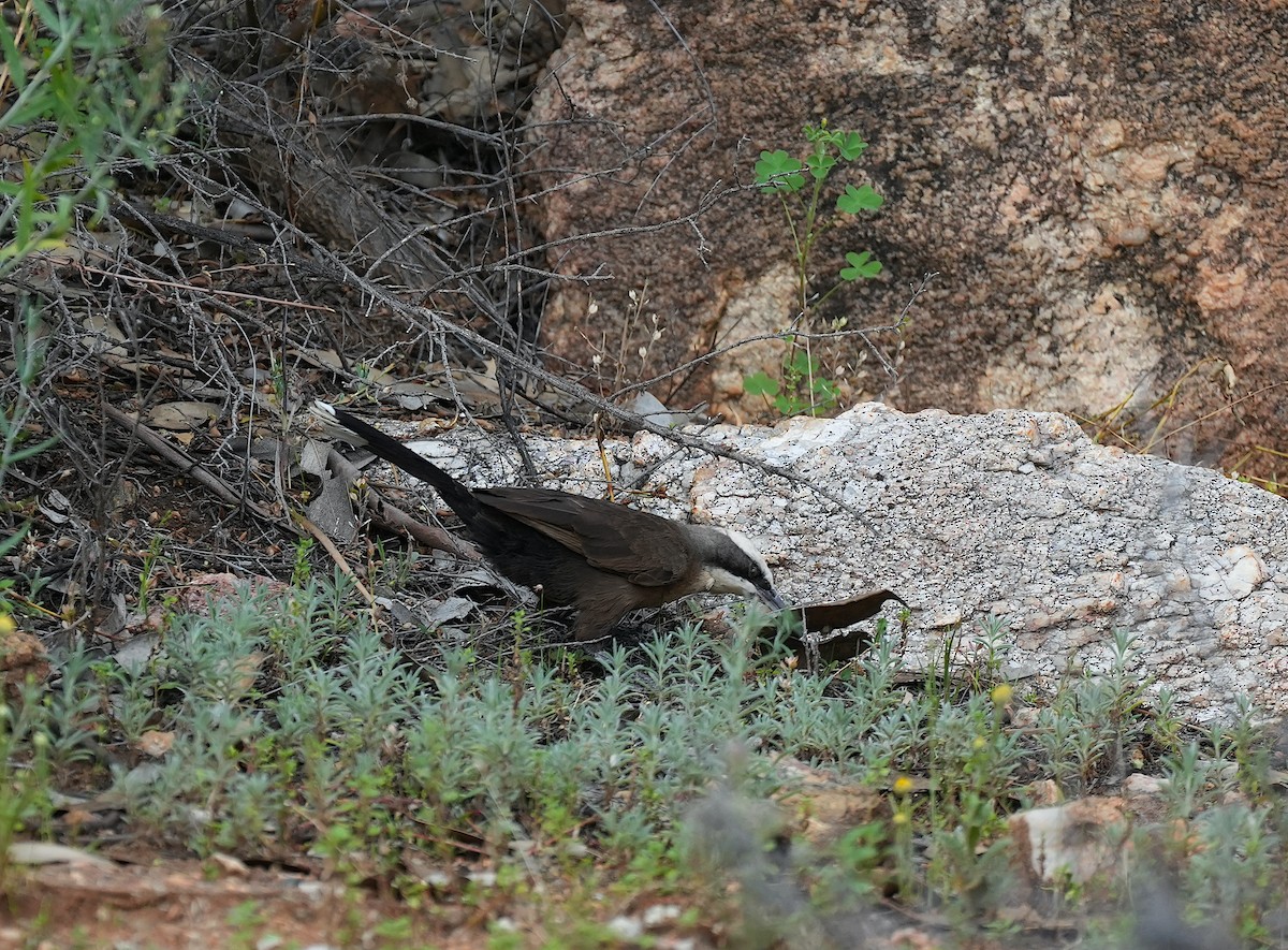 オーストラリアマルハシ - ML644635652