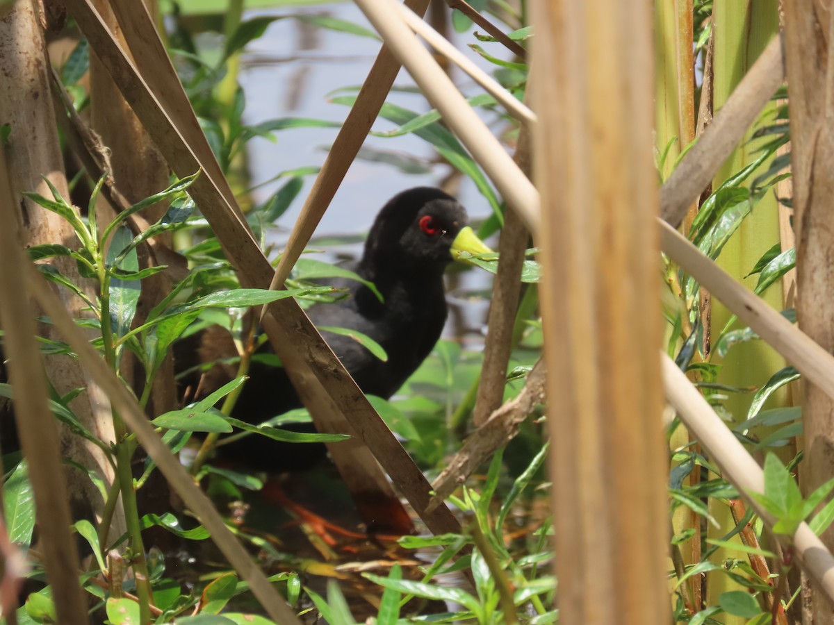Black Crake - ML644635663