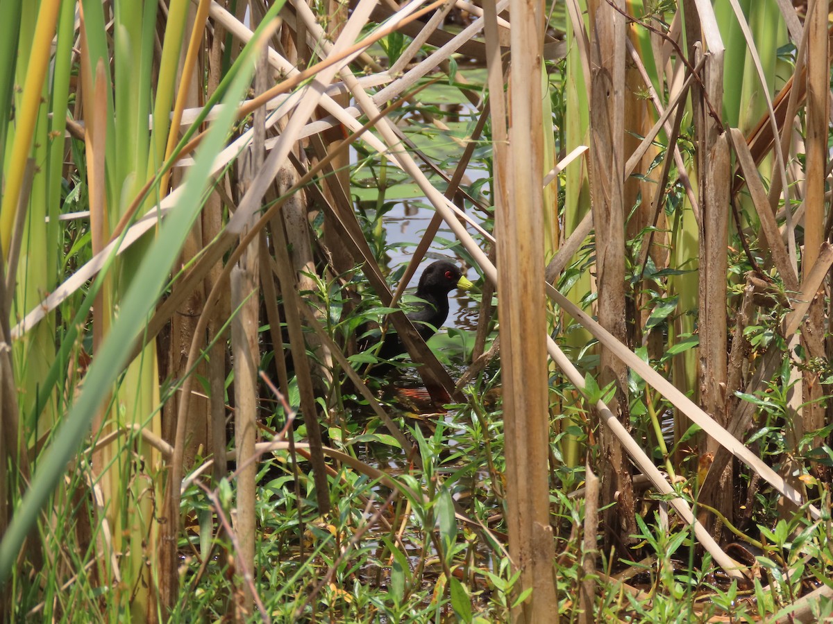 Black Crake - ML644635665