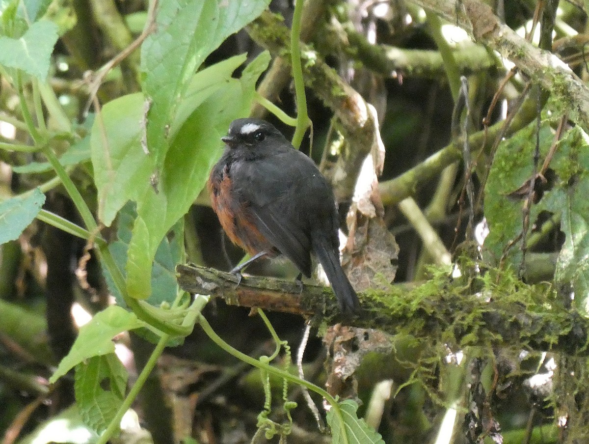 Chestnut-bellied Chat-Tyrant - ML644635669