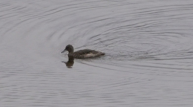 アンデスコガモ - ML644635670