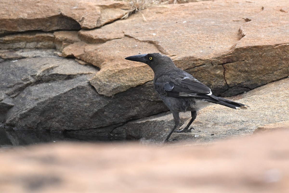 Gray Currawong - ML644635675