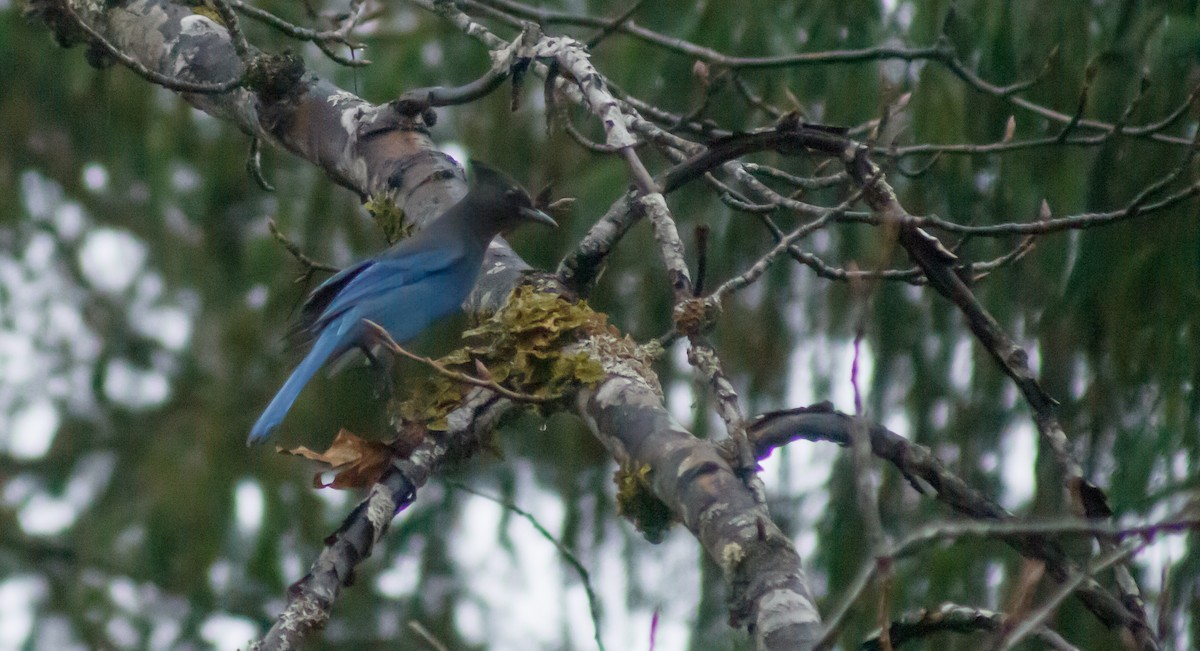 Chara de Steller - ML644635681