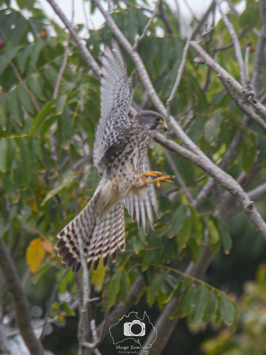 Turmfalke - ML644635684