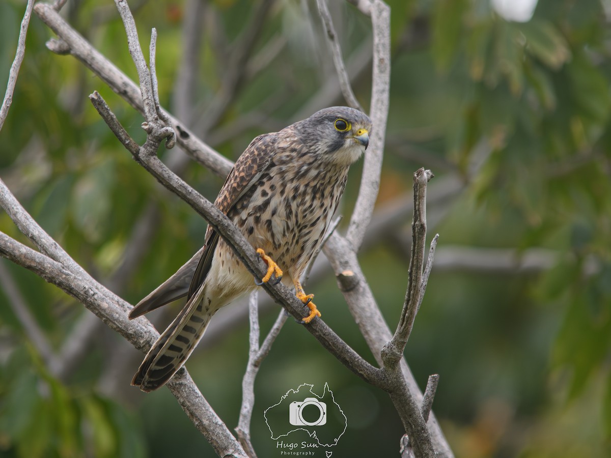 Turmfalke - ML644635685