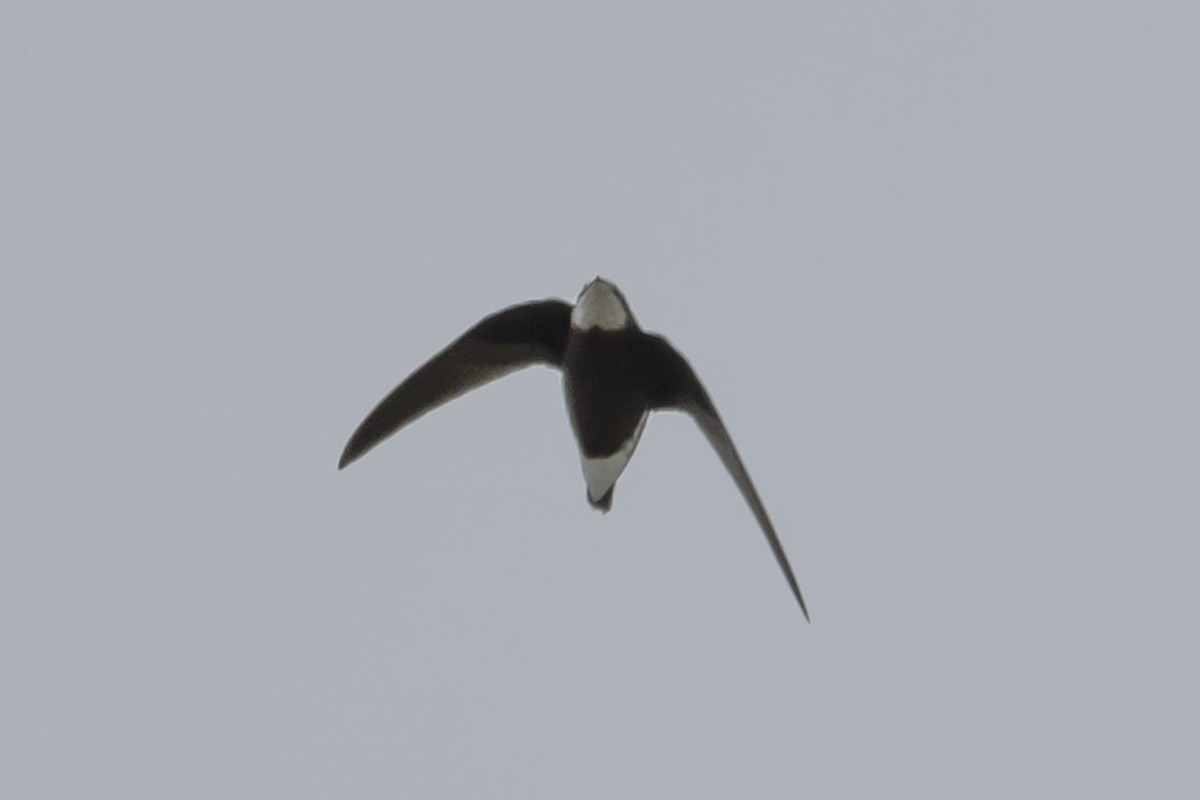 White-throated Needletail - ML644635692