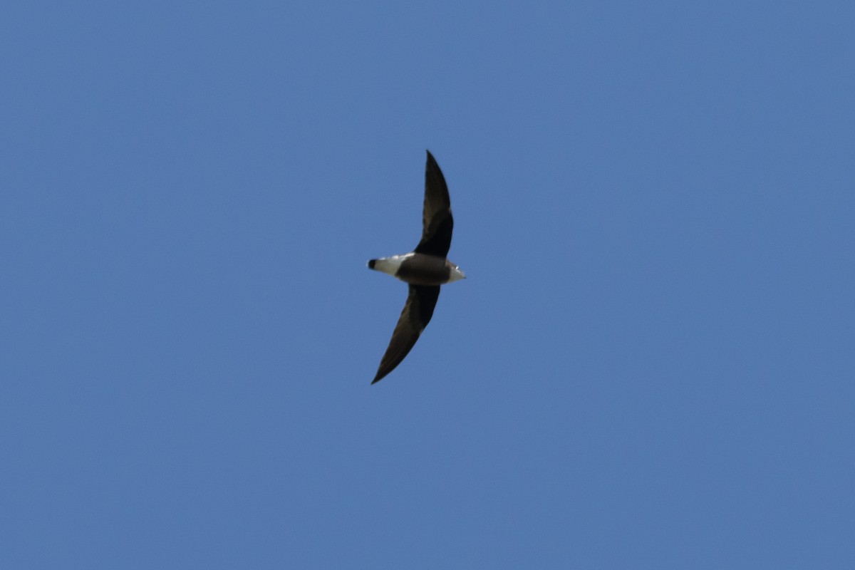 White-throated Needletail - ML644635696