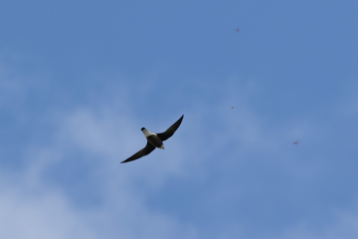 White-throated Needletail - ML644635700
