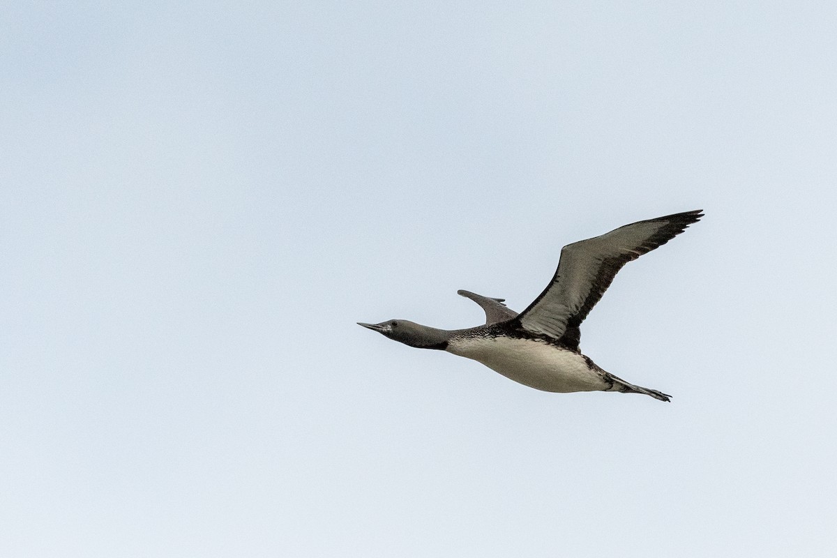 Plongeon catmarin - ML644635702