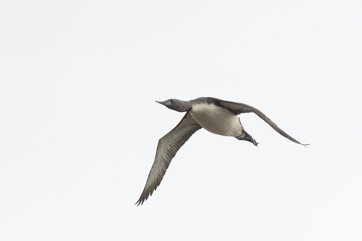 Plongeon catmarin - ML644635703