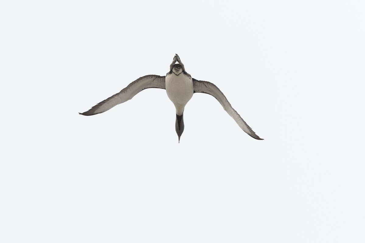 Plongeon catmarin - ML644635704