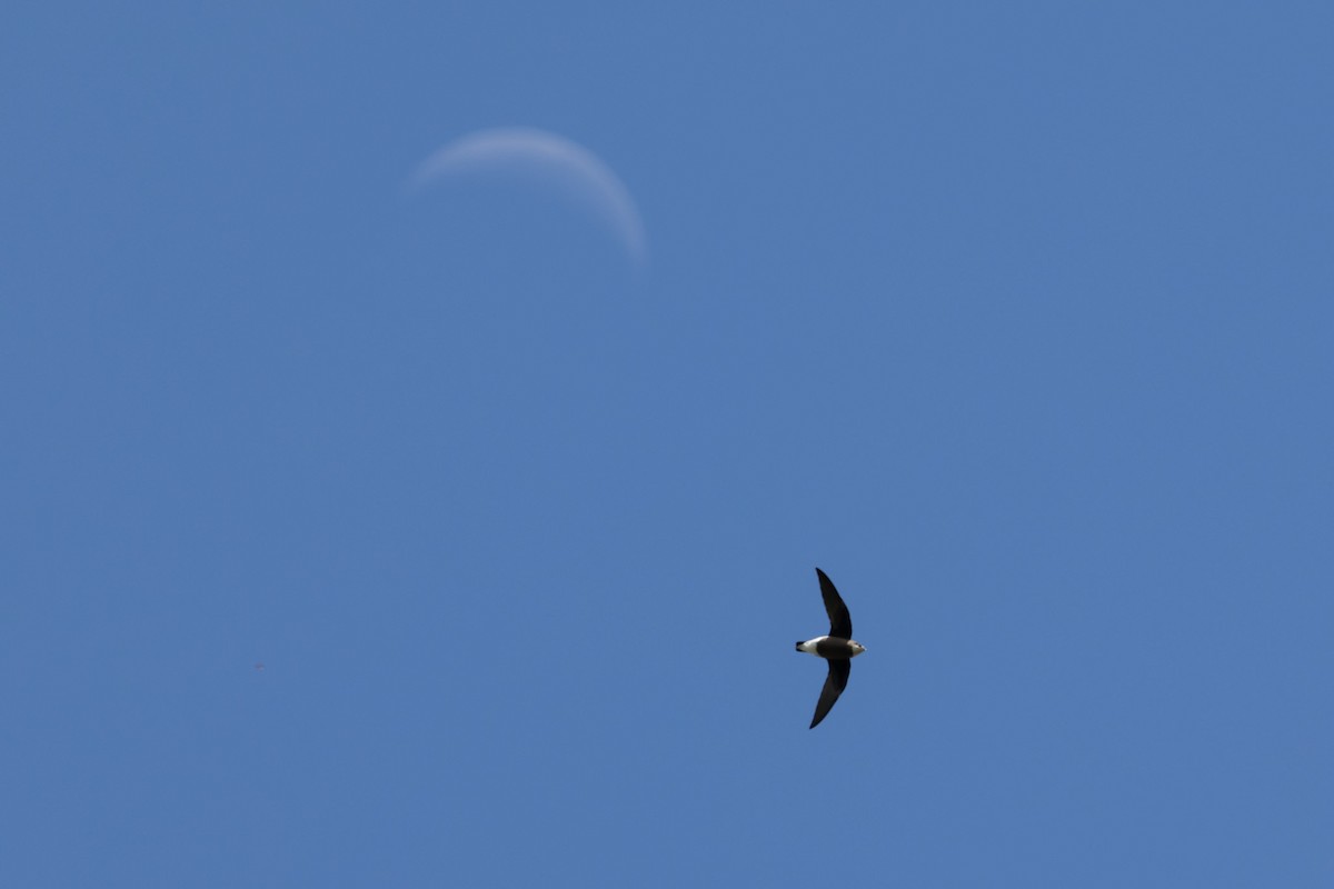 White-throated Needletail - ML644635705