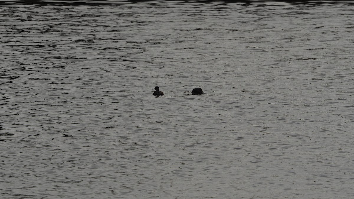 Хурган шунгуур - ML644635706