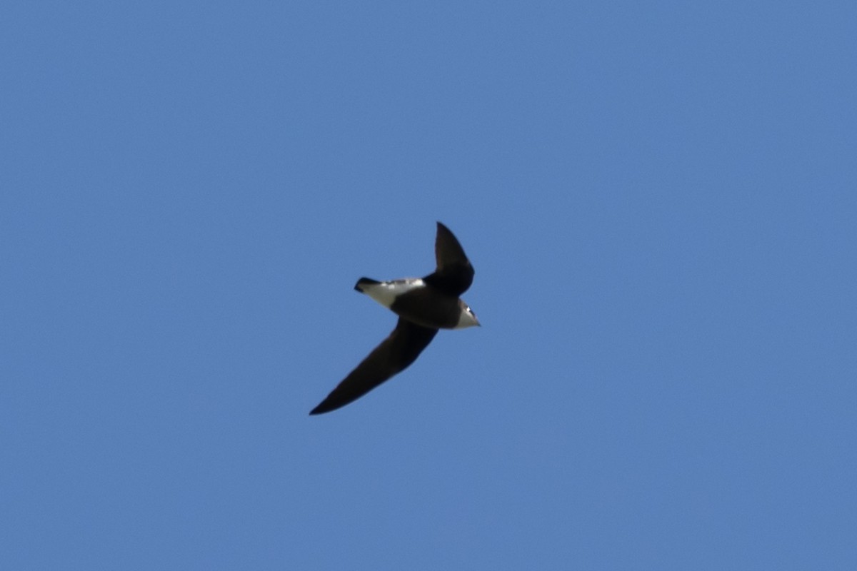 White-throated Needletail - ML644635707