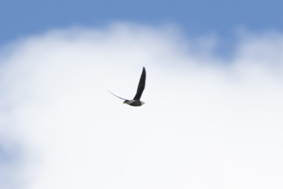 White-throated Needletail - ML644635711