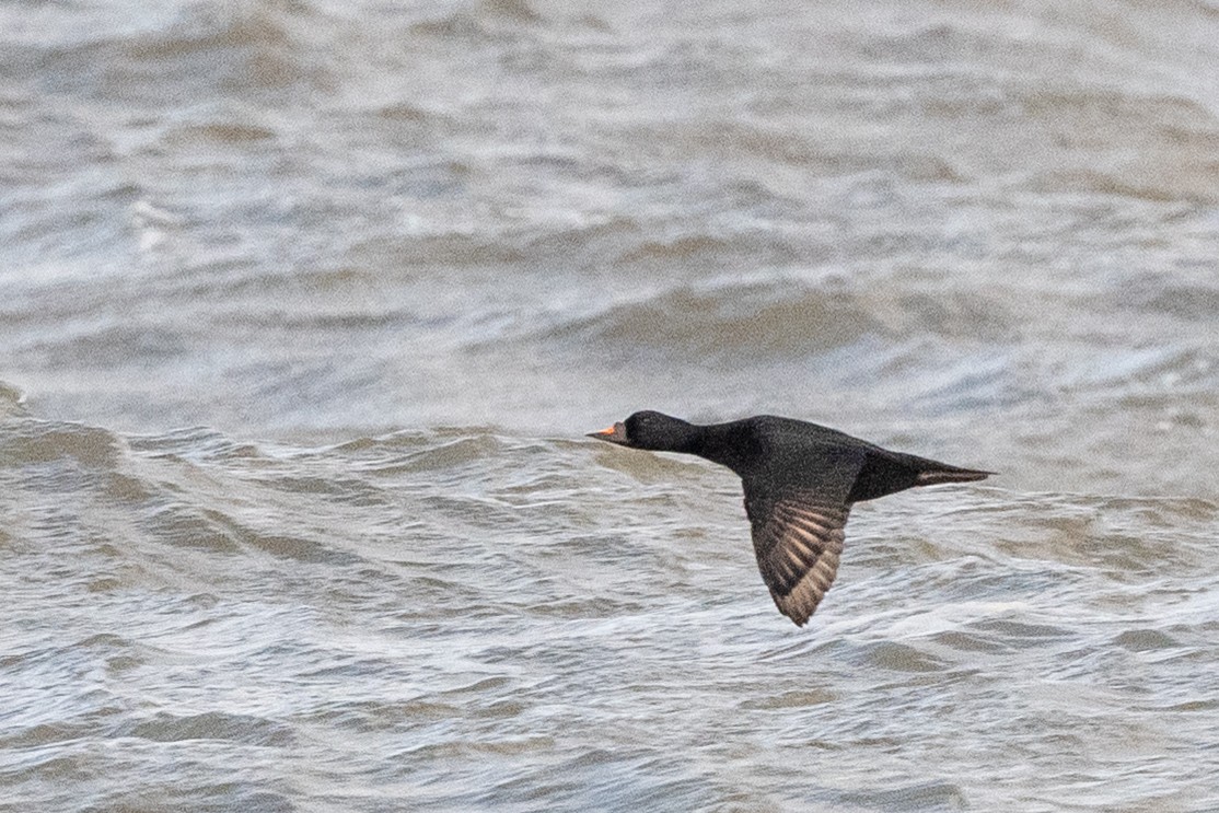 Ahatebeltz eurasiarra - ML644635713