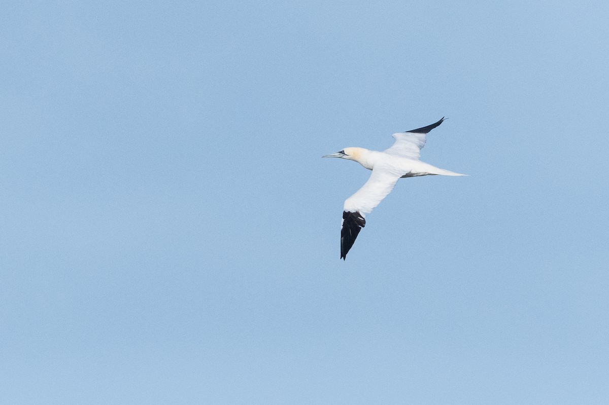 havsule - ML644635716