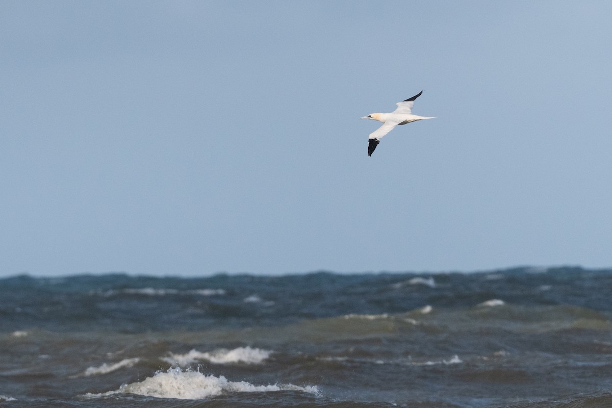 havsule - ML644635717