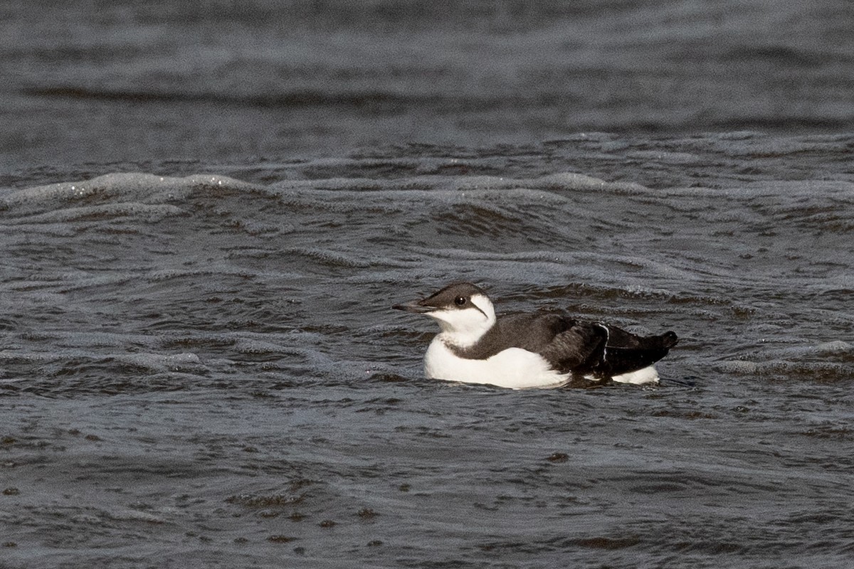 Common Murre - ML644635720