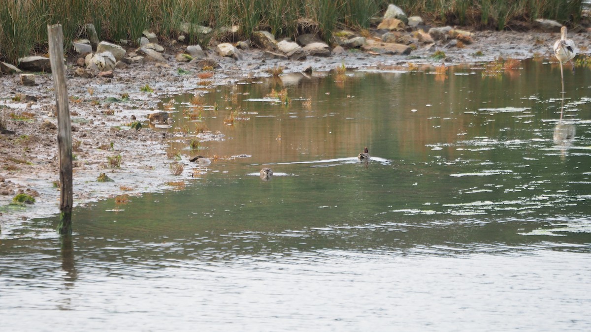 Green-winged Teal - ML644635721