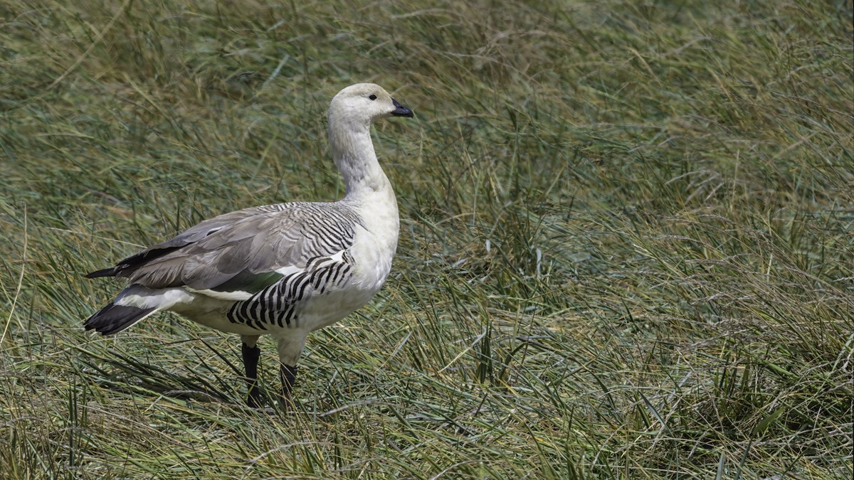 Ouette de Magellan - ML644635723