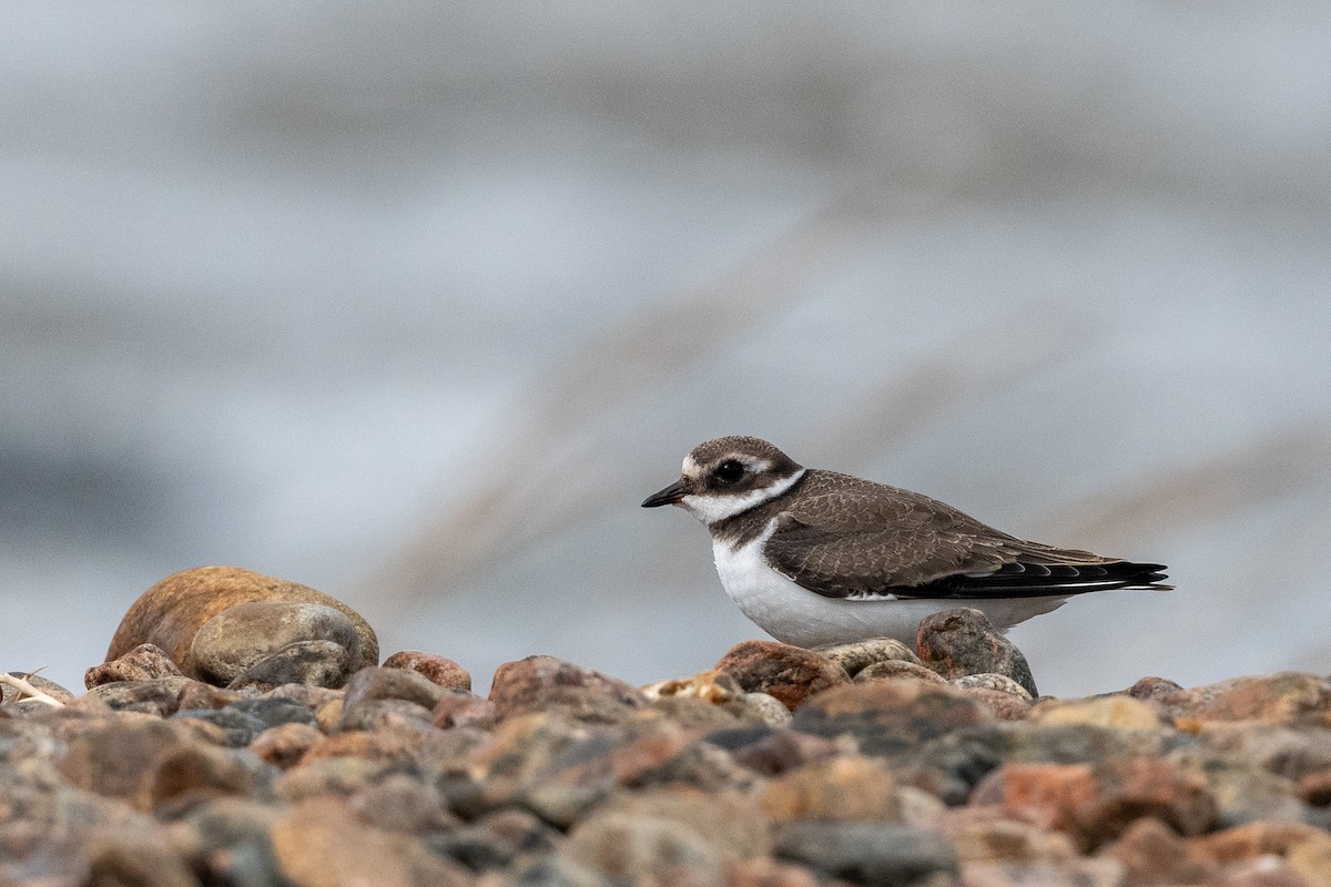 Common Ringed Plover - ML644635729