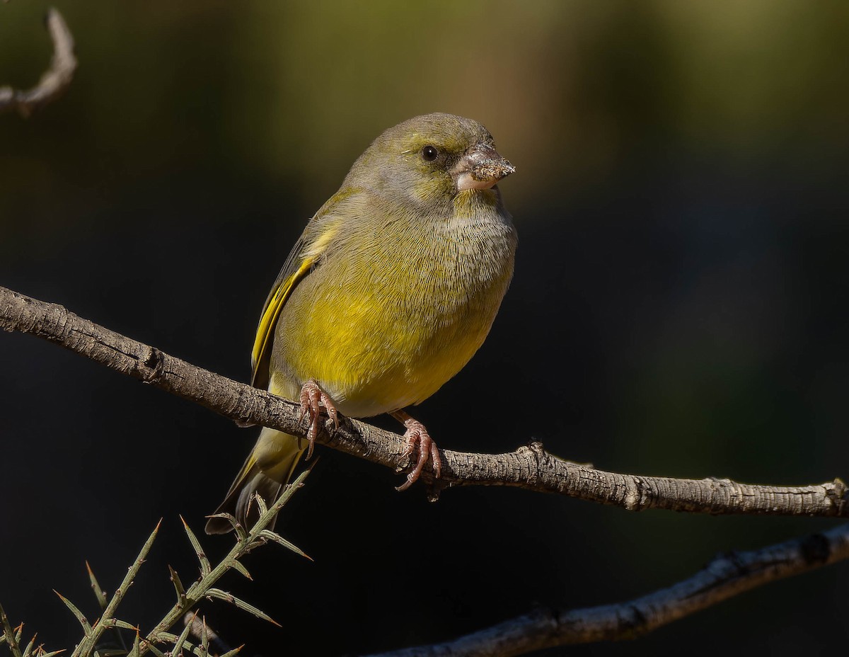 アオカワラヒワ - ML644635745