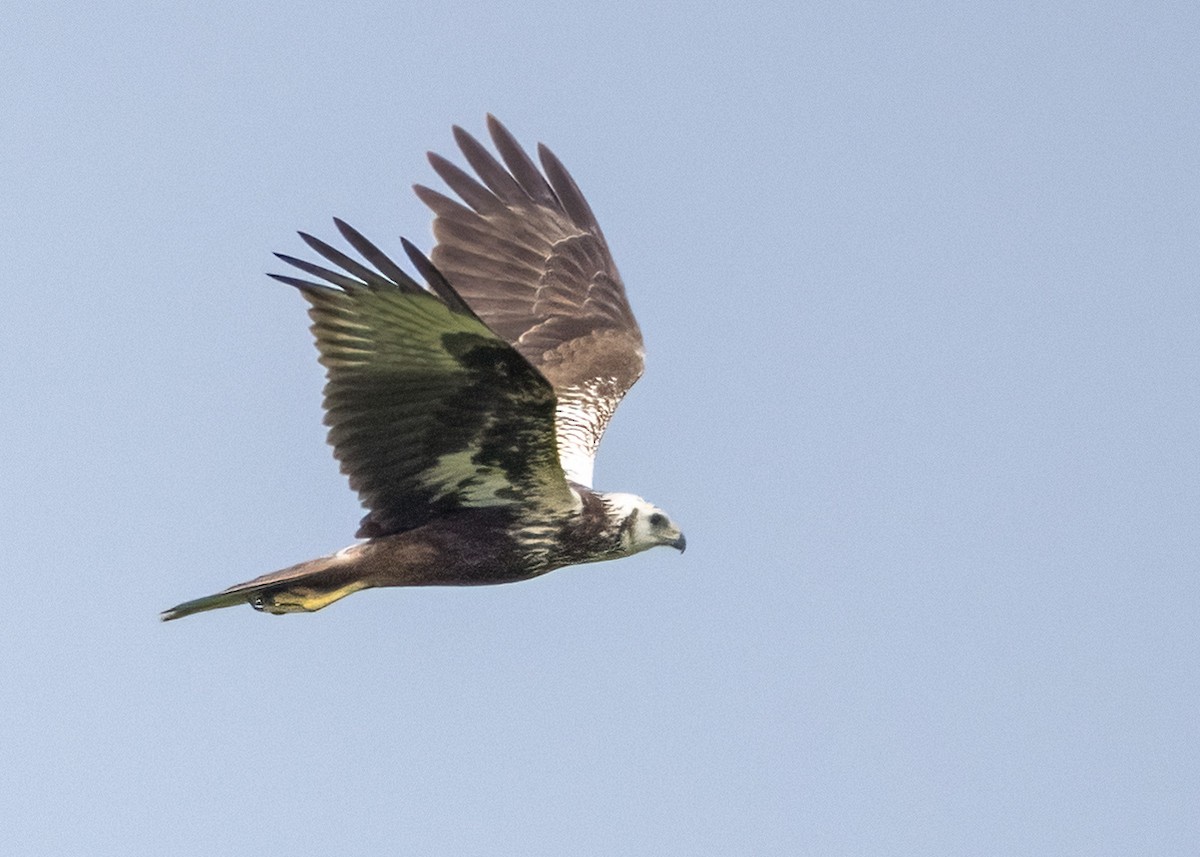 Eastern Marsh Harrier - ML644635746