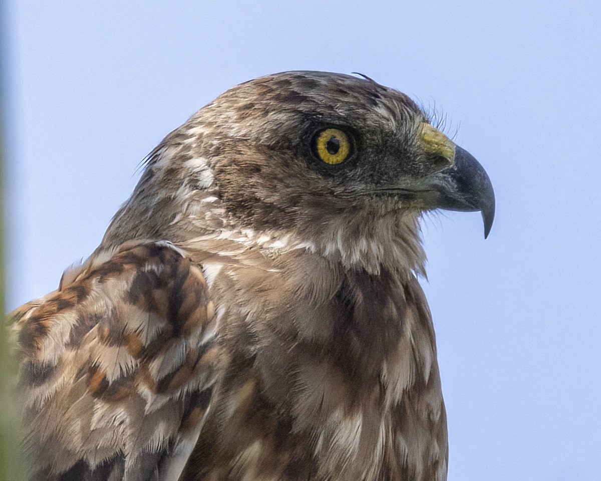 Eastern Marsh Harrier - ML644635747